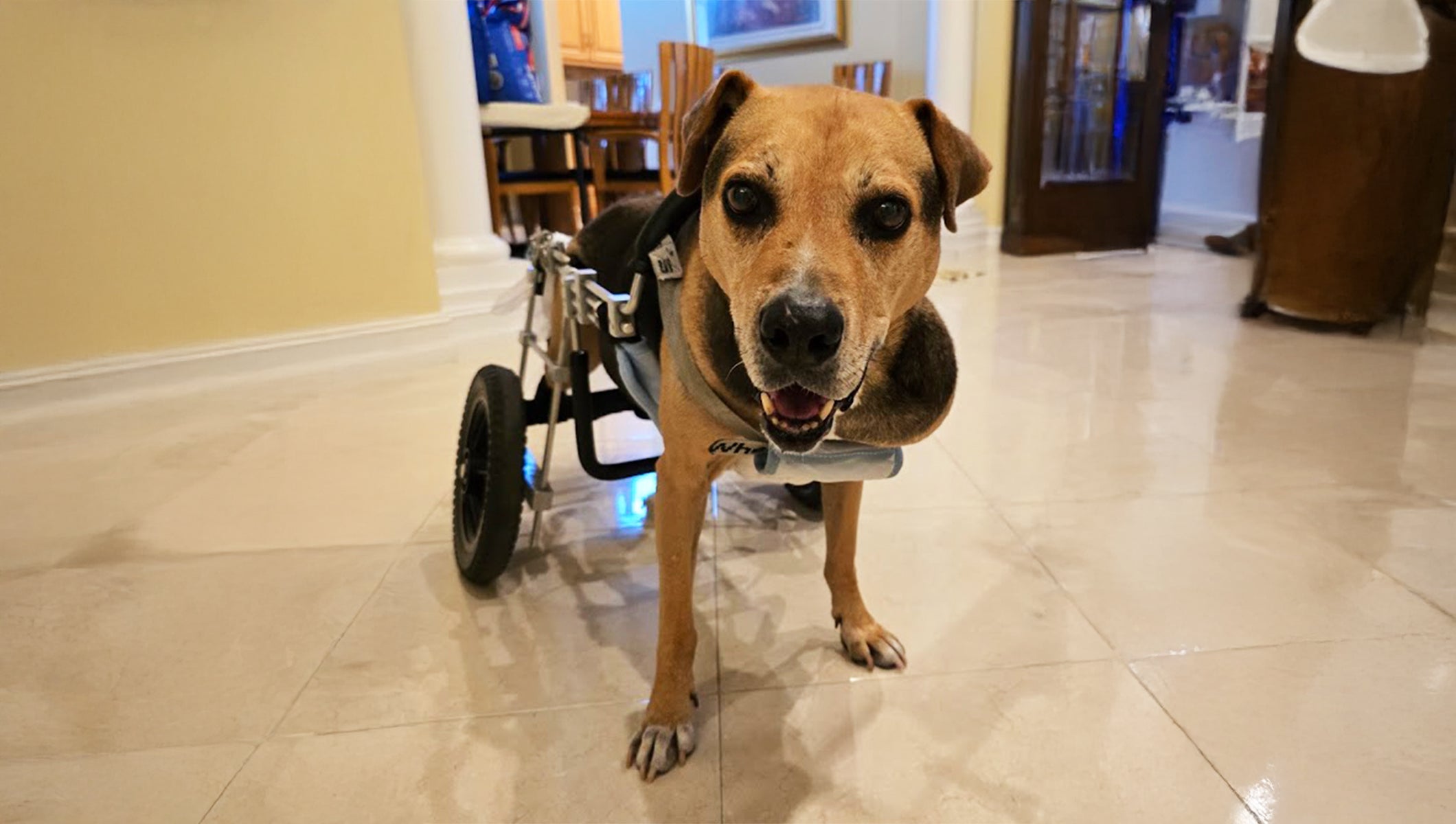 Jack’s Journey: Overcoming Degenerative Myelopathy with Mobility and Independence
